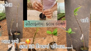 સીતાફળની કલમ કઈ રીતે બાંધશો ? || How to graft custard apple