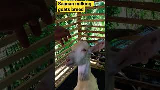 Saanan milking goats farming #shorts