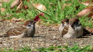 【可愛い小鳥】のんびりと地面に座るスズメ達