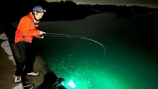 Catching Fish by Shining a Light on the Surface of Water at Night in Japan