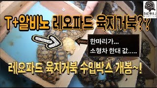 한마리가.. 소형차 한대... T+알비노!! 레오파드 육지거북..  정말 미쳤다...[파충류샵 발토앤제이TV]