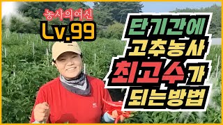 고추농사 누구보다 빠르게 레벨업하는 방법 feat.농사의여신