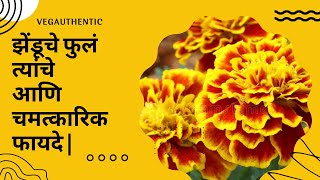 झेंडूचे फुलं आणि चमत्कारिक फायदे|  marigold for health