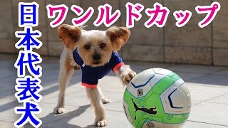 日本代表のヨークシャーテリアの天才サッカー犬！緊急取材！