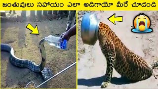 మనుషుల సహాయం కోరిన జంతువులు | animals asking humans for help | Mr raja facts | telugu Facts