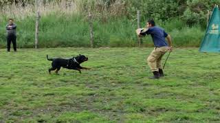 Attacco manica Rottweiler lanciato - Centro Cinofilo Pike