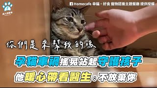 【孕貓車禍搖晃站起守護孩子 他暖心帶看醫生：不放棄你】｜FB / Homecafe 幸福。好食 寵物認養主題餐廳