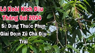 Lô Xoài Kích Đầu Tháng 9al 2024, Sử Dụng Thuốc Phun Giai Đoạn Zũ Chà Đậu Trái | VTK.CHANNEL