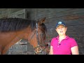 how to fit a schockemohle equitus bridle forelock u0026 load