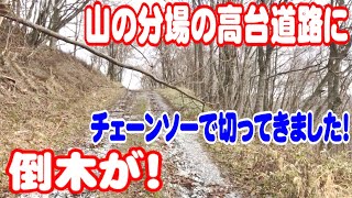 30町の牧草地へ行く道路に倒木が！トラクターが通れません！