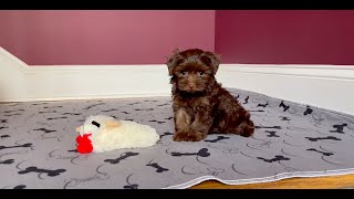 Female Chocolate Yorkie - Poo So Rare !! Hurry! 4-sale Marietta, GA Tcupsandtoypups.com 770-527-7295