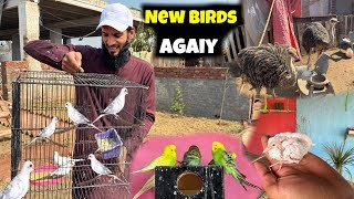 Is Dafa Konsy Birds Aiye Hain Birds Aviary K Liye 🥰