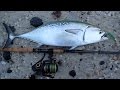 Wild False Albacore Fishing! - and Stripers Too!