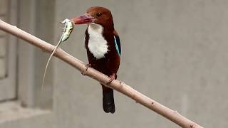 White-Throated Kingfisher eating a Lizard - Birds of Israel - FZ-80 - שלדג לבן-חזה אוכל לטאה