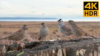 Cat TV Birds 🐱❤️ Beautiful Sparrows on the Coast 🐦 Relax Your Pet 😽 8 Hours (4K HDR)