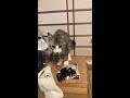 障子破りを覚えた猫