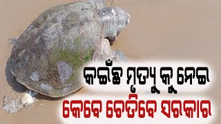 କଇଁଛ ମୃତ୍ୟୁ କୁ ନେଇ ବାରମ୍ବାର ଖବର ପ୍ରସାରଣ ପରେ ଚେତୁନି ସରକାର#Samaya live