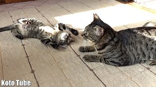 「先住猫と新入り猫⑥」半月でやっと友達になれた保護猫たち！Introducing kittens to an older cat