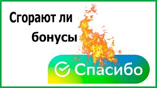 Сгорают ли бонусы Спасибо от Сбербанка?