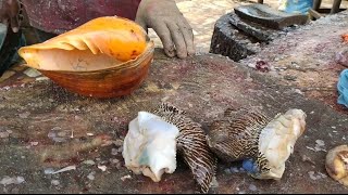 கெவுளி பாத்திரம் உடம்புக்கு குளிர்ச்சியான கடல் உணவு //KEULI PATHIRAM SEE FOOD#fishcutting