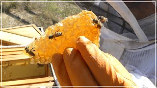 What BEES are Teaching Me - Horizontal vs. Vertical Bee Hives