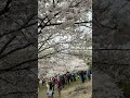 cherryblossom in highpark canada wow 😍