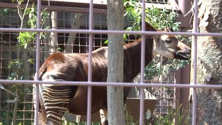 草を食べるオカピ　上野動物園　Okapi eating grass