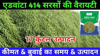 Advanta 414 सरसों वैरायटी की AtoZ पूरी जानकारी / सरसों की उन्नत किस्में / Mustard Farming 2022