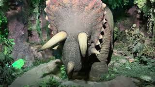 Triceratops eating grass in Ailand Nur-Sultan (Astana) Kazakhstan