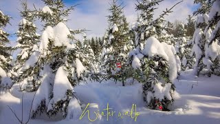 Relaxing Virtual Winter Walk | Snowy Forest Escape