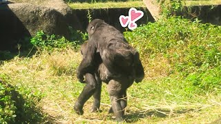 小金剛Ringo愛跟哥哥撒嬌Ringo waned to Jabali carrying him#金剛猩猩 #gorilla