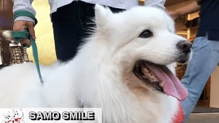 じぃちゃんサモエド/Samoyed-G  神戸三田プレミアム・アウトレットを散策②。With a Samoyed dog.  Kobe Sanda Premium Outlets  ②.