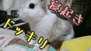 うさぎにドッキリ仕掛けてみた【うさぎのUSAGIN】Rabbit Queen