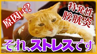 猫がストレスを感じている？飼い主のNGな行動で病気や体調を崩します！サインはある？解消する方法は？