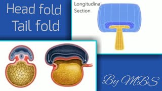 folding of embryo part 1