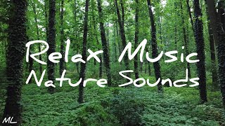 Relax Music, Nature Sounds (1 HOUR - With Peaceful Quotes)