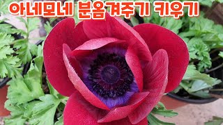 #아네모네 #분갈이 #키우기 처음처럼야생화