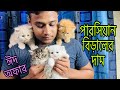 Persian Cat Price In BD | Persian Kitten For Sale | Cat For Sale | Triple Coat Persian Cat | Persian