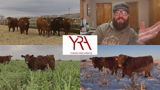 Young Red Angus (Breeding Philosophy)