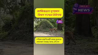 📌কাজিৰঙাত দৃশ্যমান বিৰল গ'ল্ডেন টাইগাৰ📌নগাঁৱৰ প্ৰকৃতিপ্ৰেমী জয়ন্ত ফুকনৰ কেমেৰাত আৱদ্ধ হৈছে এই দৃশ্য