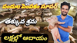 Pig farming in Telangana / How to start Pig Farming / Pig Farming work and profit / పందుల పెంపకం