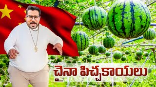 Watermelon \u0026 Vegetables Farms in China || చైనాలోని పుచ్చకాయ \u0026 కూరగాయల పొలాలు || Vinod Vlogs China