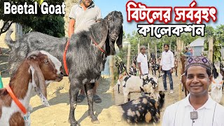 হান্নান ভাই এর সর্ববৃহৎ বিটল ছাগলের কালেকশন। Beetal Goat। Goat Price। Goat Farming Bussines Plan।