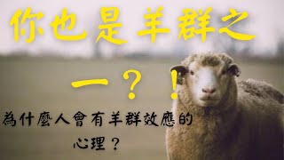 你也是羊群之一?!心理學上的「羊群效應」是什麼？看看你是否也在不知不覺中成為隨波逐流的羊群了