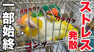 鳥のお留守番を覗き見したらストレスが限界突破していた事が判明しました‥【シロハラインコ】