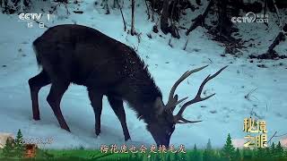 《秘境之眼》 梅花鹿 20240905|Nature Talks · 生逢其境