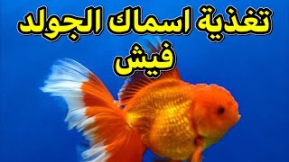 تغذية اسماك الجولد فيش