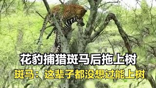 花豹从树上突袭斑马，捕猎后将其拖上树，斑马居然我都能上树了