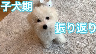 ビションフリーゼの子犬期の成長が早すぎる！我が家に迎え入れ半年間を振り返ってみました【癒しの子犬期】