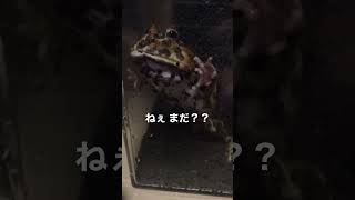 待ちきれないカエル。 #shorts #frog #pets #terrarium #カエル #aquarium #pacmanfrog #ベルツノガエル #両生類 #クランウェルツノガエル